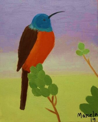 Colibrí